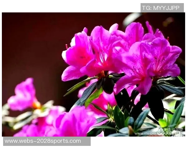 南丁格尔篮球明星的传奇之路与人道精神的完美结合